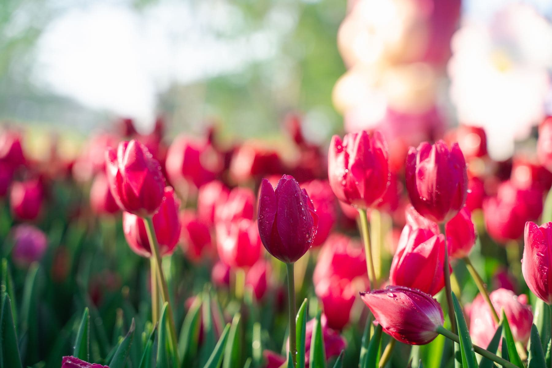 Tulips in bloom in the Willamette Valley